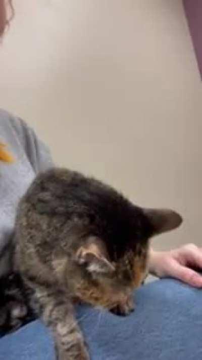 My 18 yr old cat squeaking about being at the vet