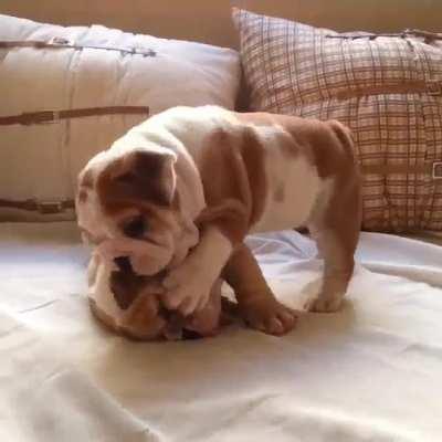 There's nothing cuter than bully babies