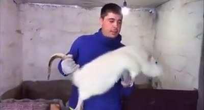 When I let my rats to my parents for a week