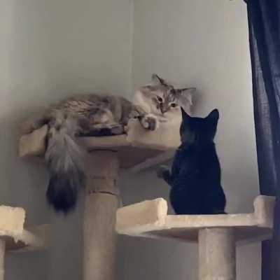 My kitten is trying really hard to make friends with my older cat