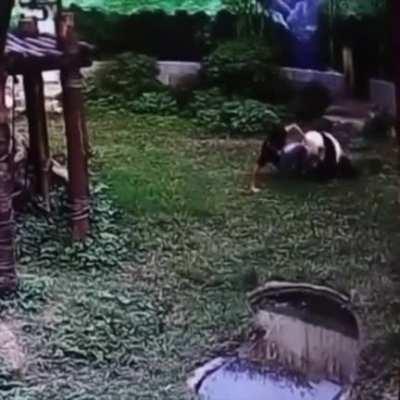 Jumping into the Panda Bear exhibit to get a closer look