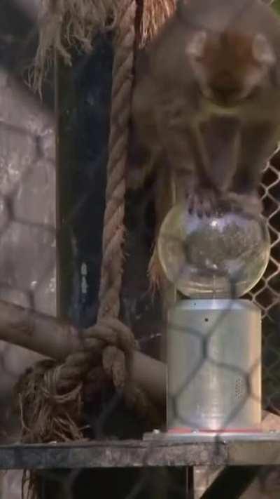 Just Monkeying Around 🙈🙊🙉