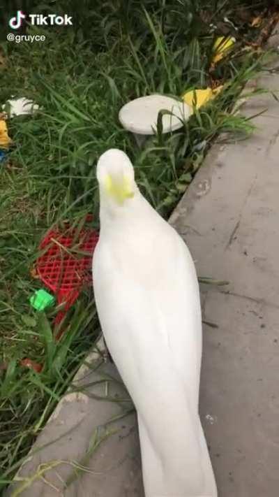 Welcome to Australia