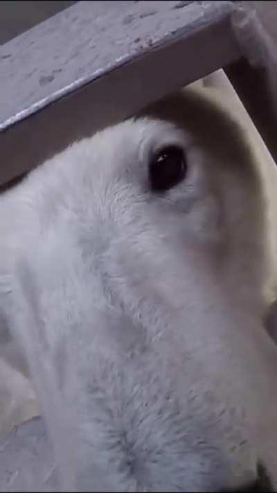 5 noches con alfredo