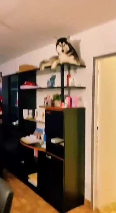 Let's get a husky, he won't break anything they said lmao