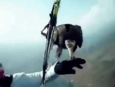 Bird stops by to visit a skydiver