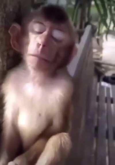 monkey listening to forever//over