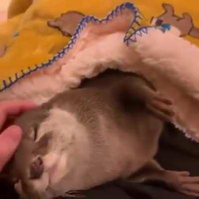 Otters are just water dogs