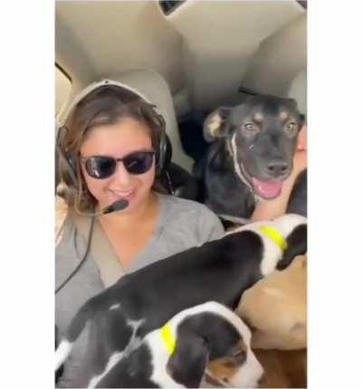 Somewhere in the sky there's a plane full of puppies