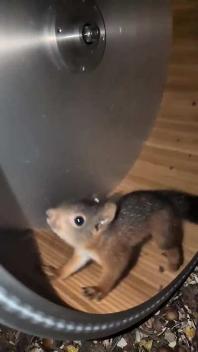 Little Sonic will move Into the outside area soon