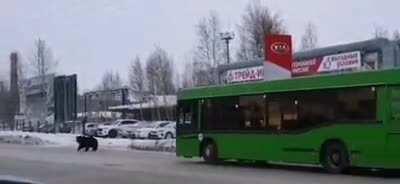 Extreme sports in the town of Nizhnevartovsk, western Siberia, as man is forced to sprint away from bear. Man escaped without injury, bear was injured in collision with bus, but survived.