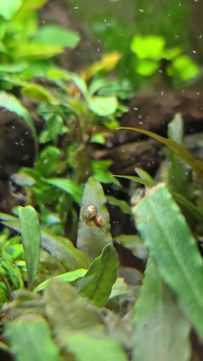 Magic Floating Snail