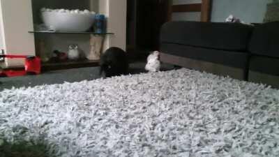 Rosie bringing her babies out for playtime. The internet makes them sound like such unloving mums, but here's rosie proving them wrong!