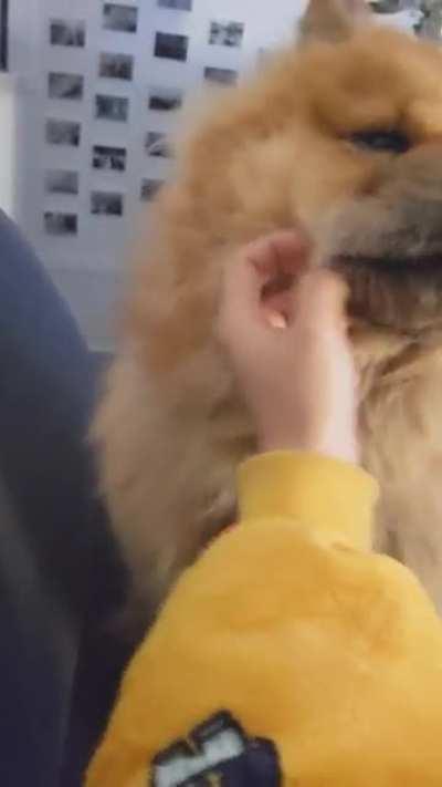 Does your chow love ear rubs as much as mine?