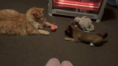 These two playing with the ball - you can’t have the ball - until you pretend to cry- then I’ll give it back