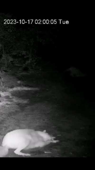 🔥Grey wolf attacks skunk 