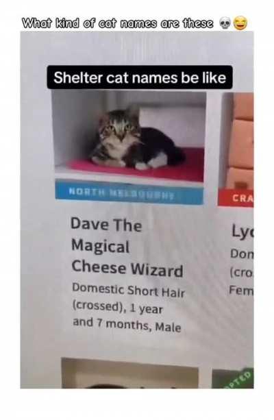 Ok which one of you trained the damm cat 