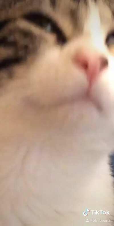 My cat likes to sit on me while I pee 🥰