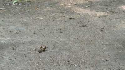 Samantha crush snails