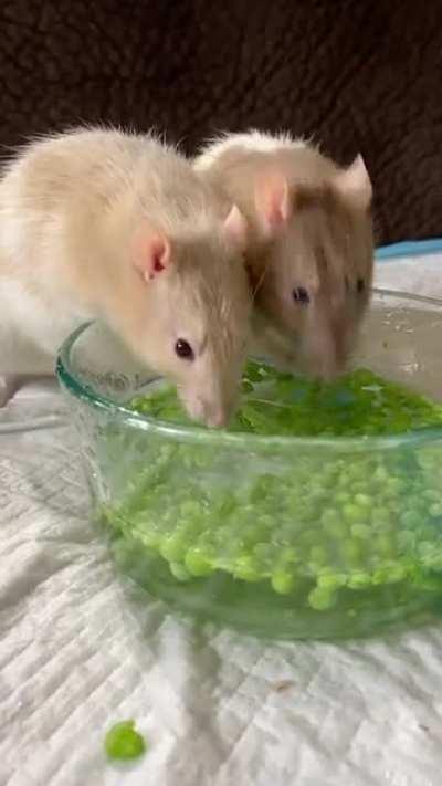 Fishing for peas 🎣