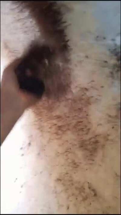 Thanks I Hate the Swarm