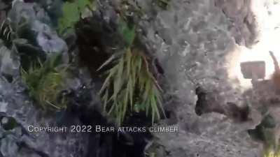 Rock Climber Fights Off Bear Attack