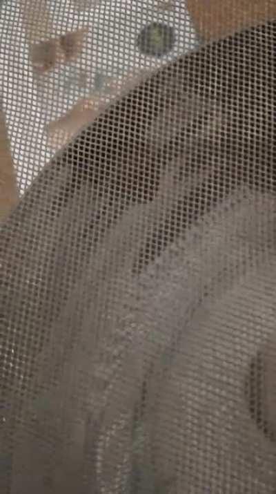 ... to catch the moth.