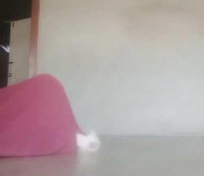 CaT gEtS eAtEn AliVe By DaNgErOuS pReDaToR