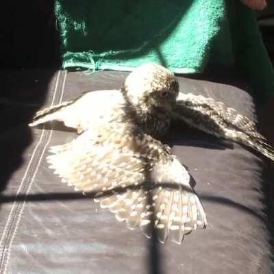 Murray the owl sunbathing