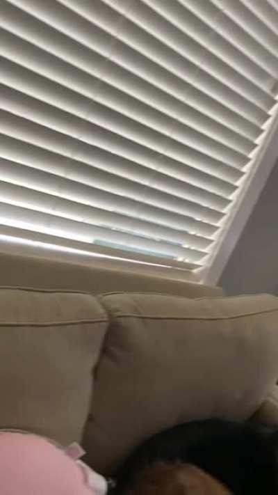 2 weeks old and already knows what she's looking for...