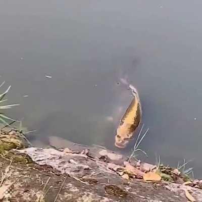 Strange fish spotted with human like face