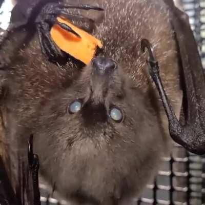 Chessie is a 23 year old Rodrigues fruit bat. She was rescued from a zoo closure in 2018, and in spite of blindness due to age she gets along just fine at Bat World Sanctuary.