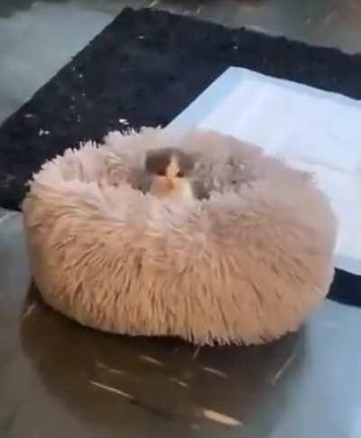 When you are so small that anything is a King Sized bed to you