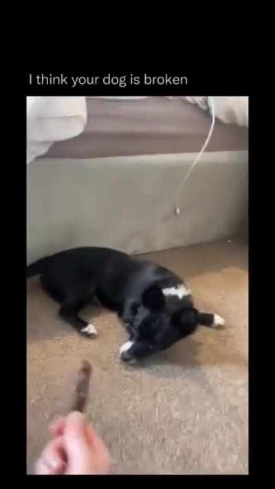 Doggo does a weird (not mine)