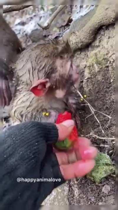 Feeding strawberries to the little one