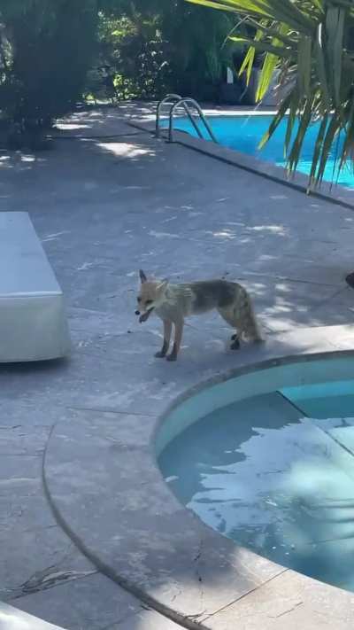 A little fox came to drink from my pool today.