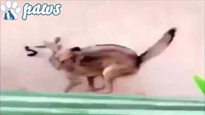 Exotic pet owner releases a wolf on a cheetah and keeps recording while laughing