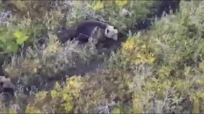 A husky was lost in Kamchatka. They started looking for him using a drone and found him hanging out with bears