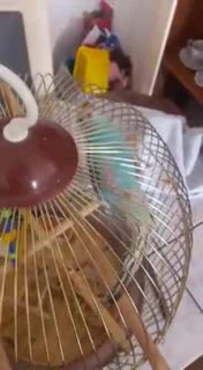 Agalar mavişim uzun uğraşlar sonucu bordo bereli oldu