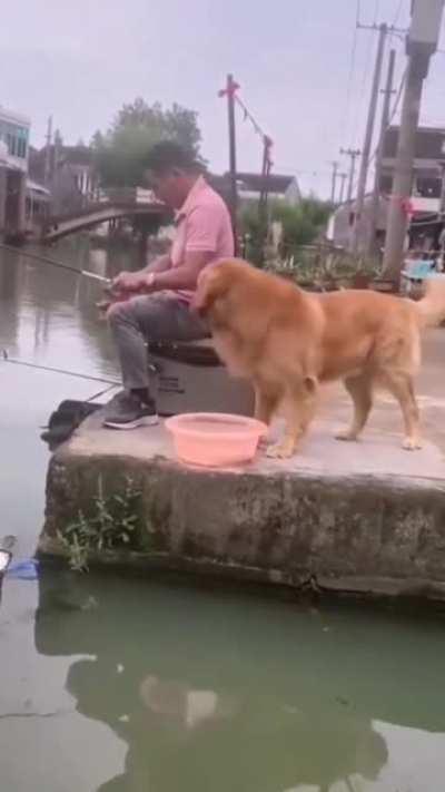 Doggo saves fish from evil hooman