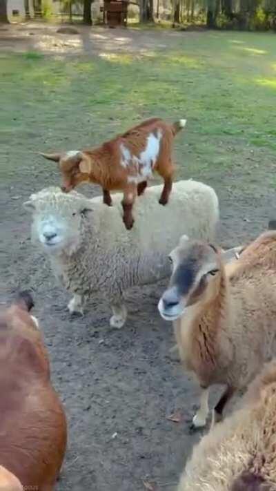 Lemme do some hitching..