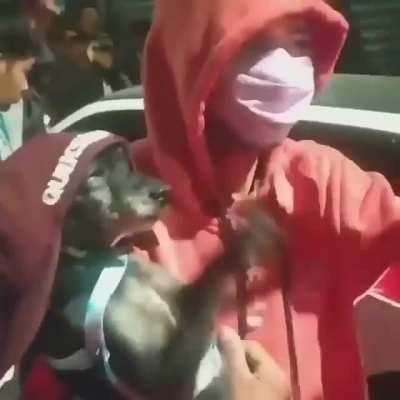 Tobia curtindo o bailão