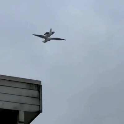 A Seagull Riding a Seagull