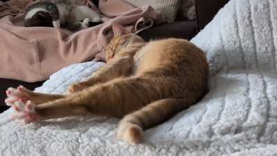 Big stretch on his warm blanket 🧡