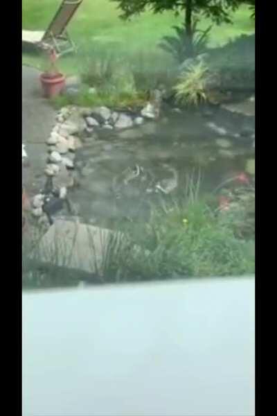 Tui and La seem to have taken on more furry mortal forms