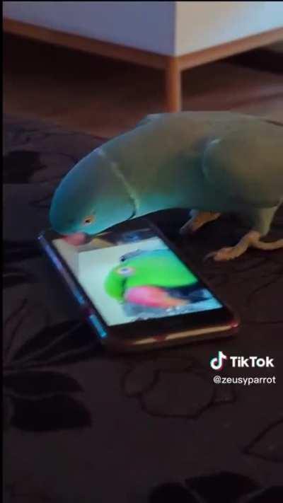 Birb flirting in conference call