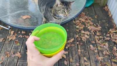 Like clockwork. This is a daily occurrence with the neighborhood roamer.