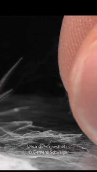 A clear and focused visual of curtain of spider silk forming from spider's silk gland.