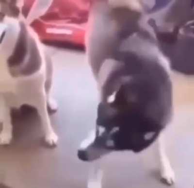 Item Asylum in a nutshell pt. 13 (emoting)