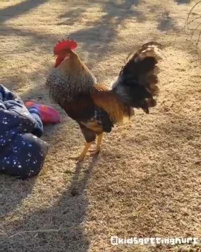 Daughter is getting attacked by a rooster. Don't forget to hit Like and Subscribe!